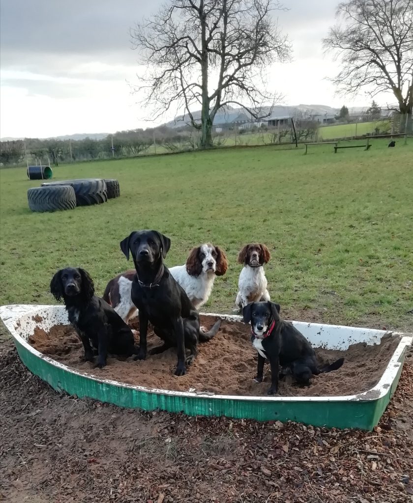 MPP Dogs in boat